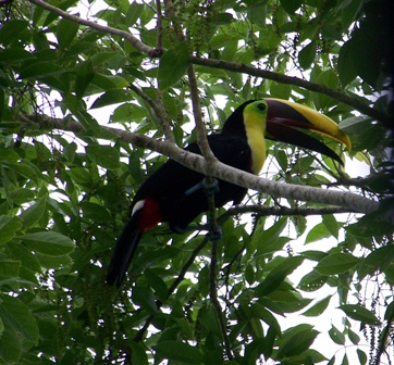 Where's the fruit loops?