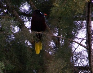 aracari-in-barrio-006