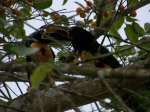 aracari-in-barrio-013