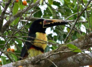aracari-in-barrio-019