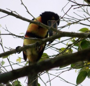 aracari-in-barrio-026