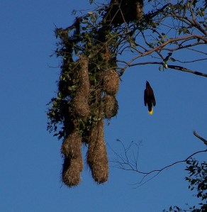 semana-santa-2009-141