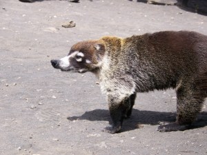 volcan-irazu-067 A Local Pizote (Coati in English)